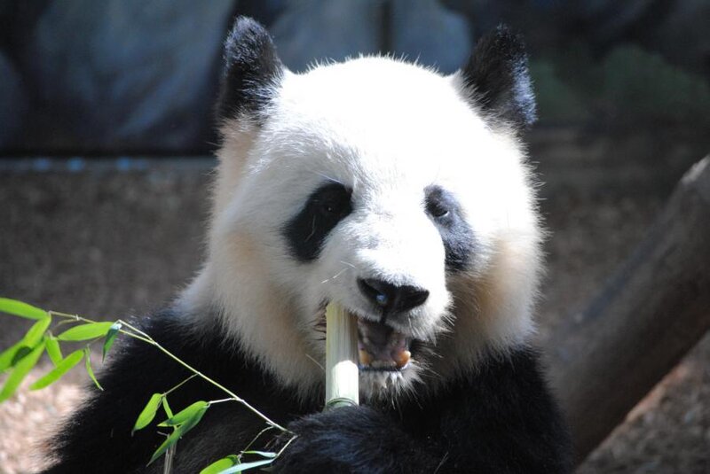 Giant Panda Eating Bamboo — Black, Calm, Afternoon, Photograph, Tree Trunk