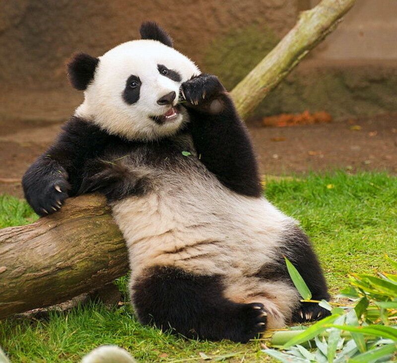 Giant Panda Eating Bamboo — Black, Calm, Afternoon