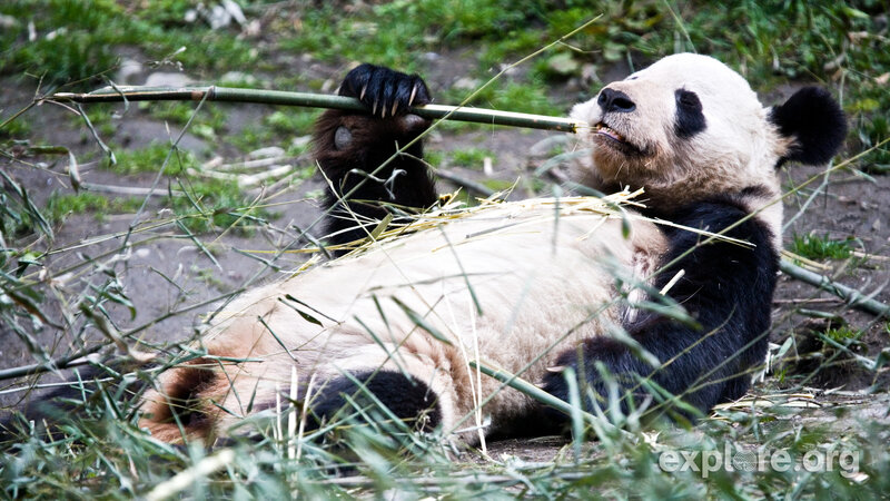 Giant Panda Eating Bamboo — Black, Calm, Photograph, Grass