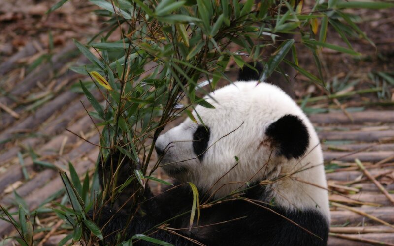 Giant Panda Eating Bamboo — Black, Calm, Photograph, Leaves, Ground