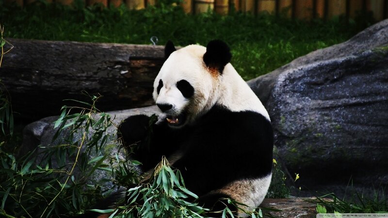 Giant Panda Eating Bamboo — Black, Calm, Photograph, Log