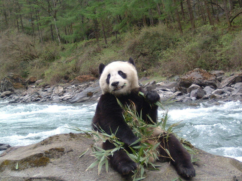 Giant Panda Eating Bamboo — Black, Calm, Photograph, River