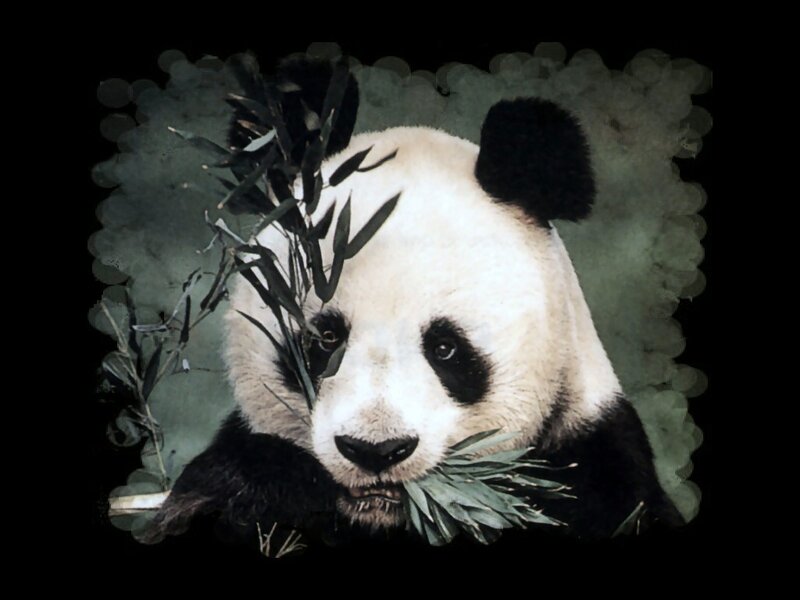 Giant Panda Eating Bamboo — Black, Calm, Photograph
