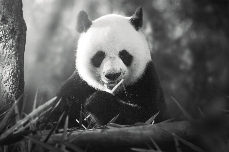 Giant Panda Eating Bamboo — Black, Calm, Photograph, Tree