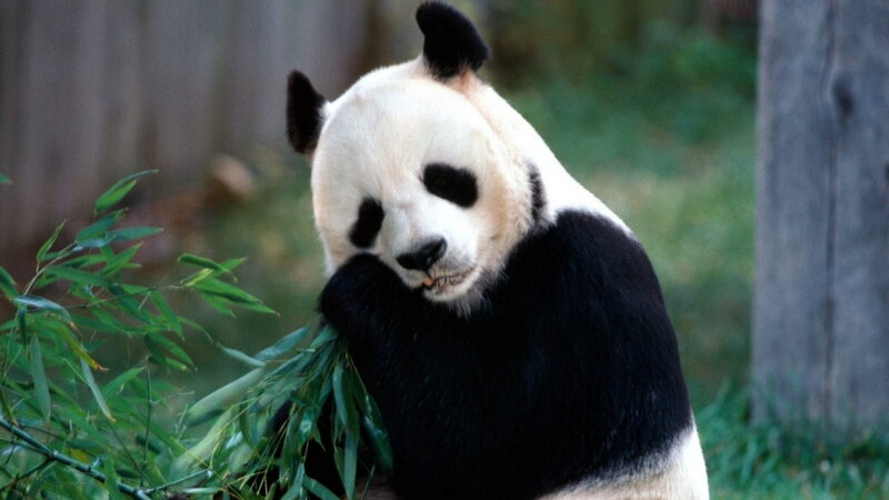 Giant Panda Eating Bamboo — Black, Calm, Photograph, Tree Trunk
