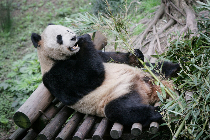 Giant Panda Eating Bamboo — Black, Calm, Photograph, Wooden Platform