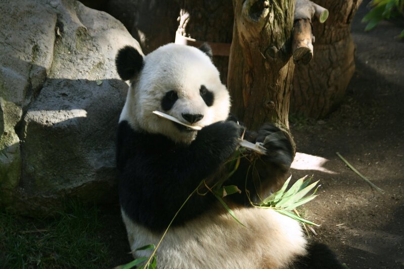 Giant Panda Eating Bamboo — Black, Calm