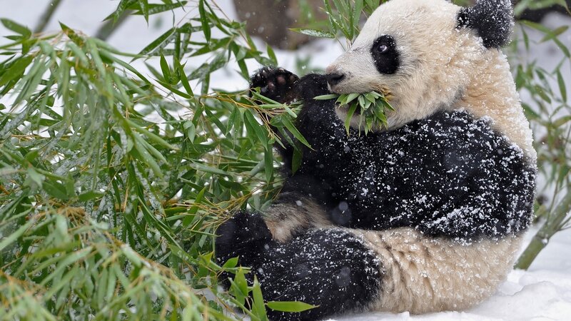 Giant Panda Eating Bamboo — Black, Calm, Winter, Photograph, Snow