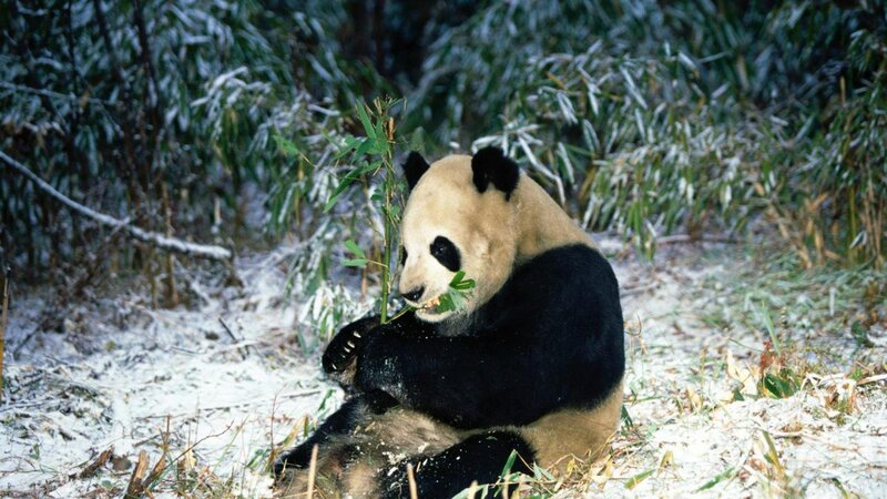 Giant Panda Eating Bamboo — Black, Calm, Winter