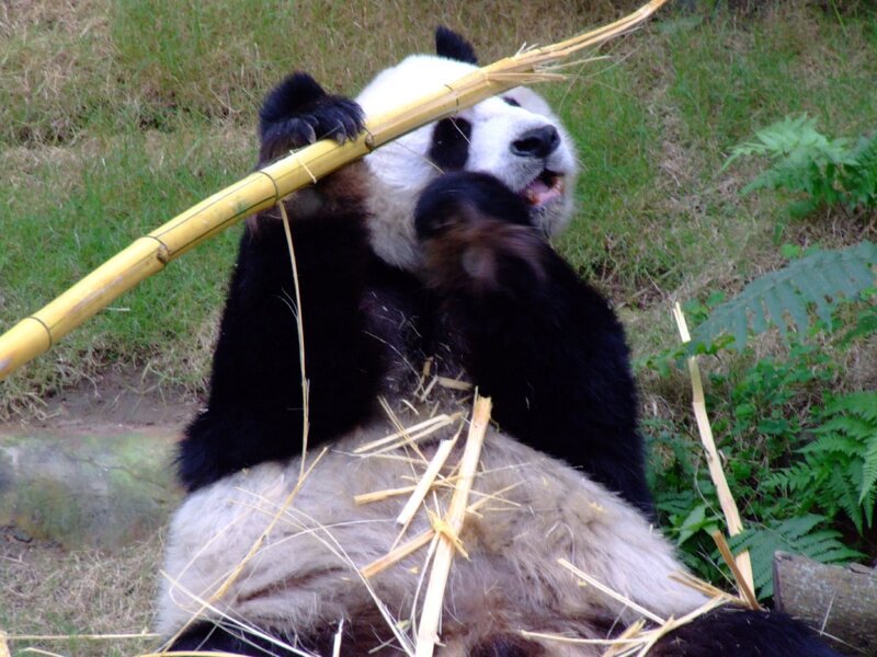 Giant Panda Eating Bamboo — Black