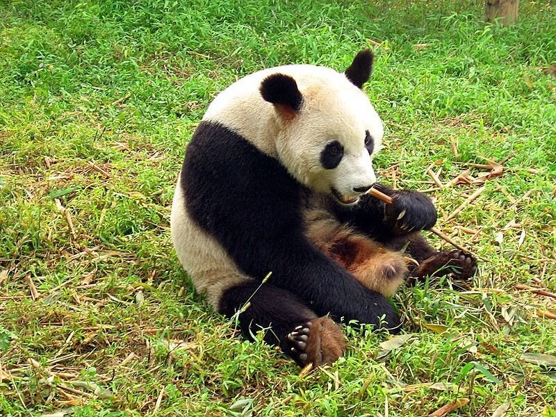 Giant Panda Eating Bamboo — Green, Calm, Afternoon, Photograph, Grass