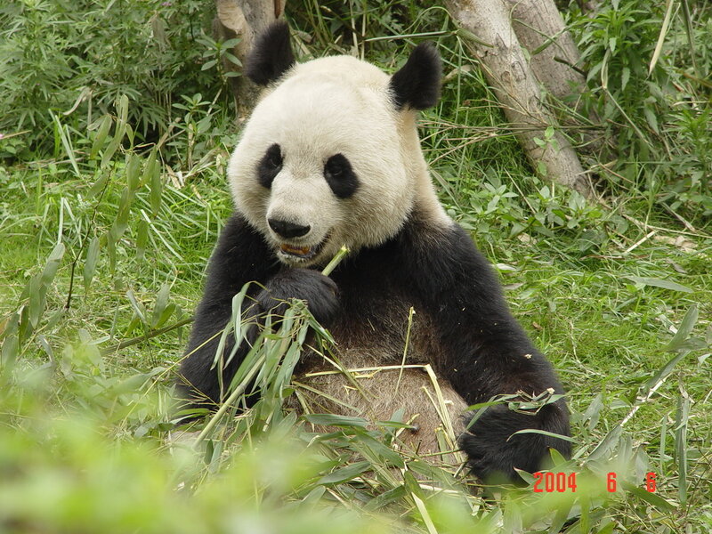 Giant Panda Eating Bamboo — Green, Calm, Afternoon, Photograph, Grass, Tree Trunk
