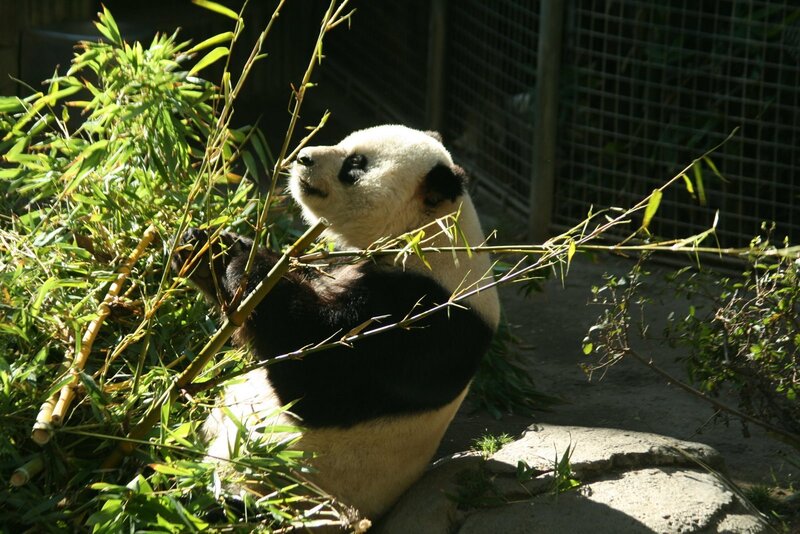 Giant Panda Eating Bamboo — Green, Calm, Afternoon, Photograph