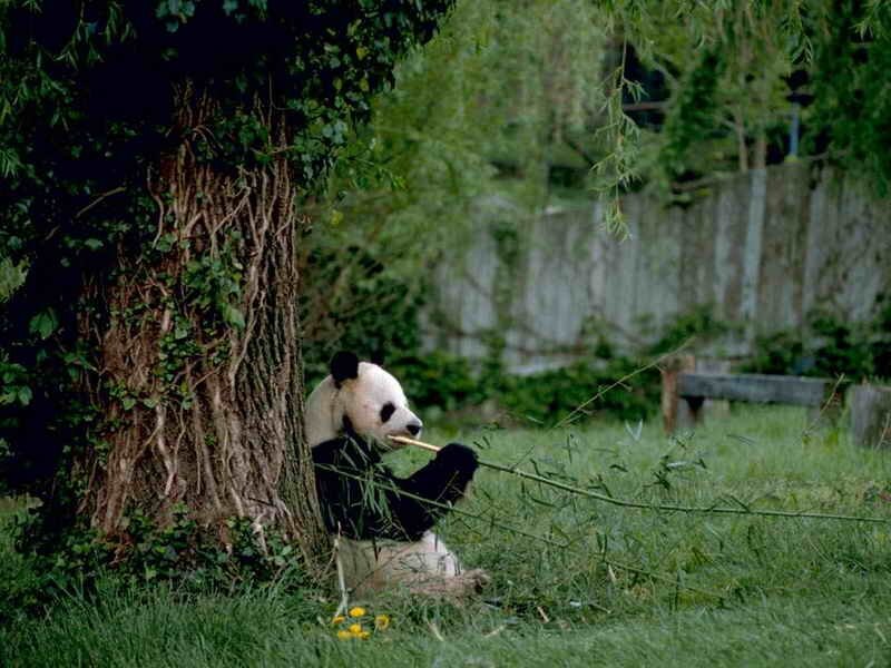Giant Panda Eating Bamboo — Green, Calm, Afternoon, Photograph, Tree