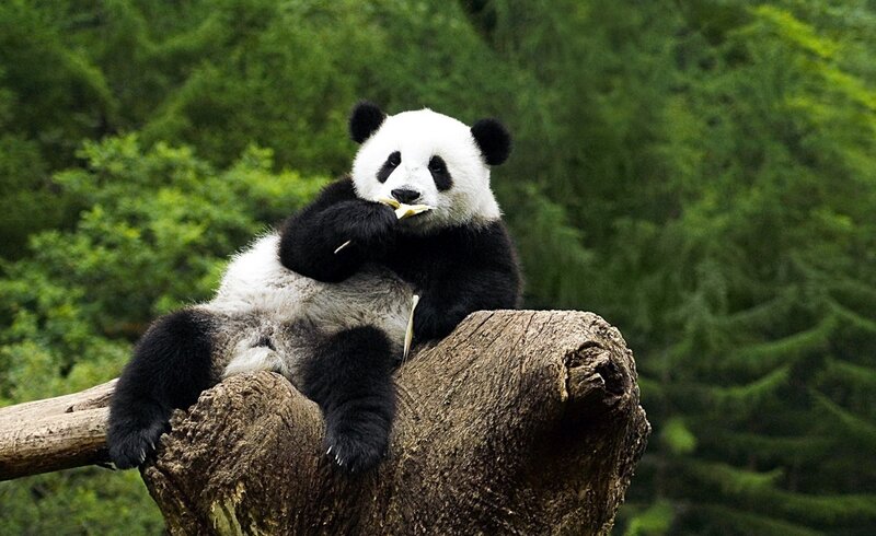 Giant Panda Eating Bamboo — Green, Calm, Afternoon, Photograph, Tree Trunk