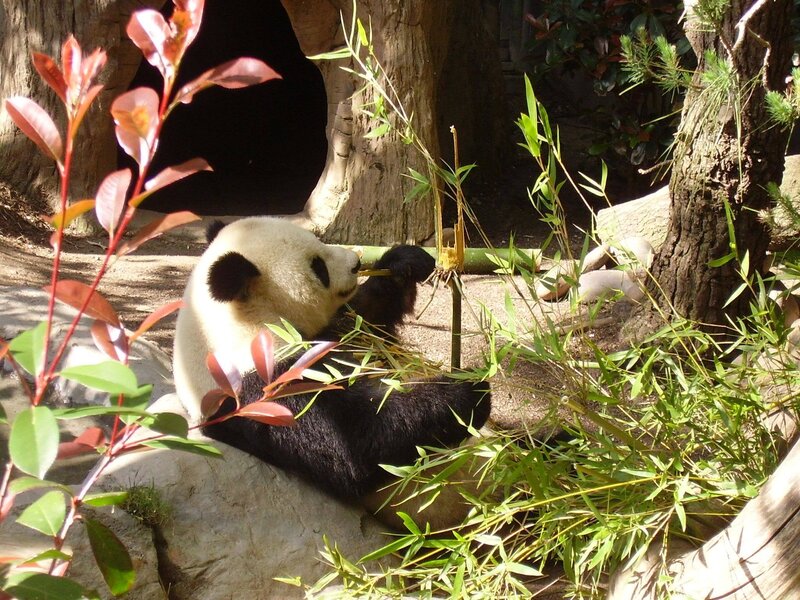 Giant Panda Eating Bamboo — Green, Calm, Afternoon