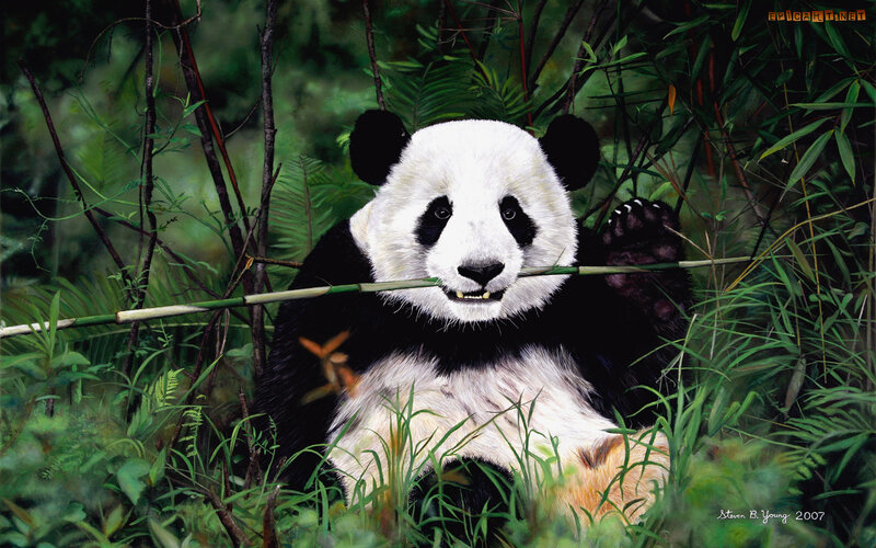 Giant Panda Eating Bamboo — Green, Calm, Illustration