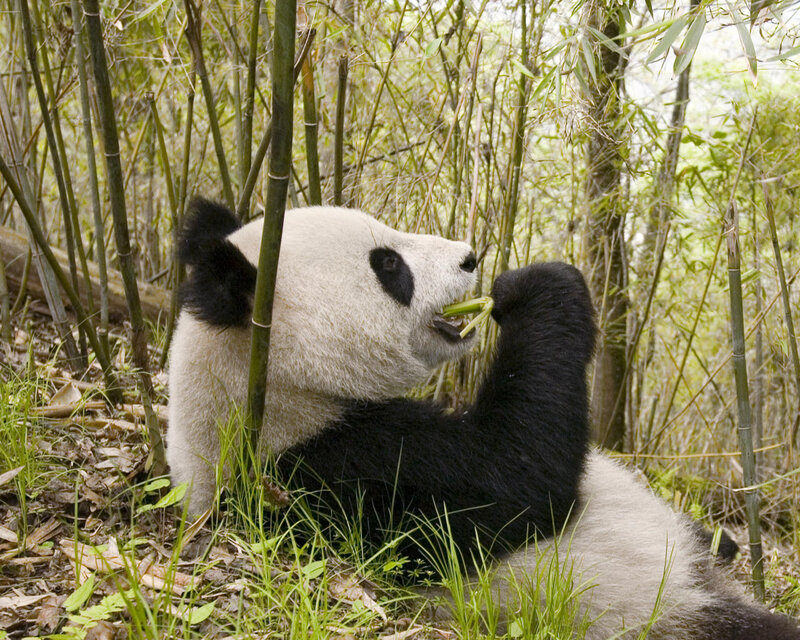 Giant Panda Eating Bamboo — Green, Calm, Morning, Photograph, Grass, Forest