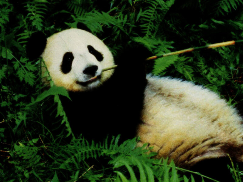 Giant Panda Eating Bamboo — Green, Calm, Photograph, Ferns, Forest