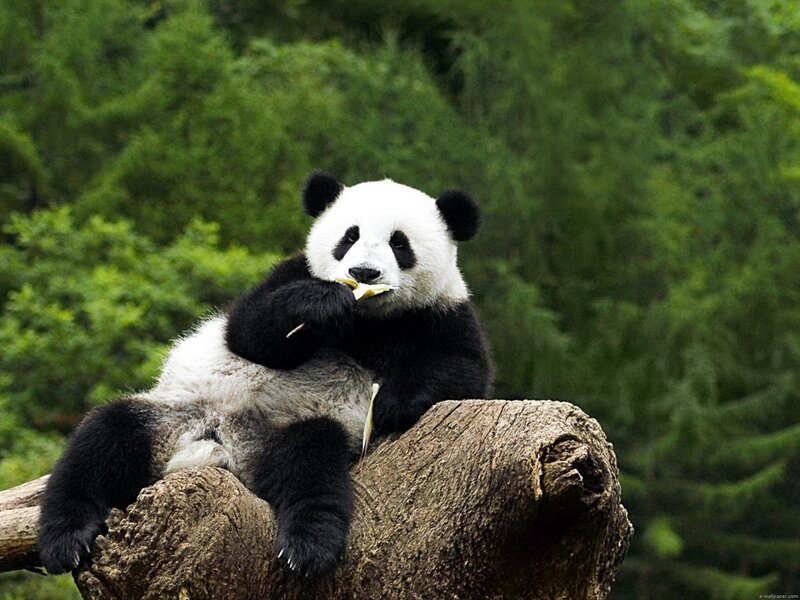Giant Panda Eating Bamboo — Green, Calm, Photograph