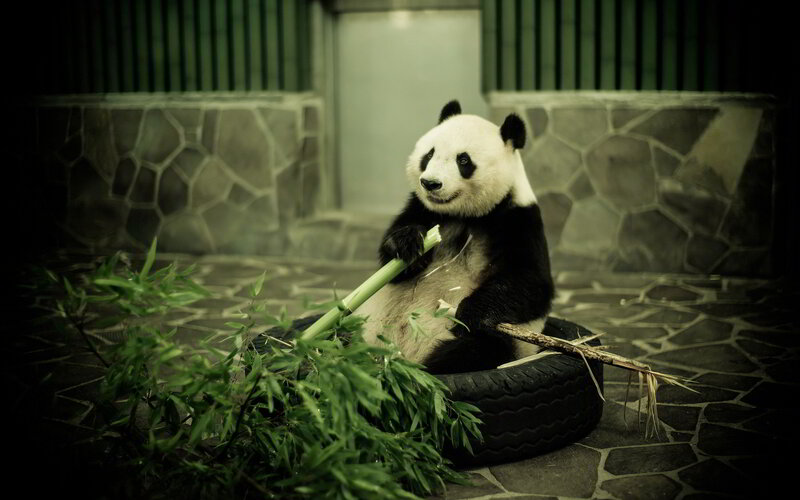 Giant Panda Eating Bamboo — Green, Calm, Photograph, Tire