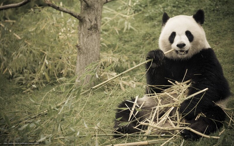 Giant Panda Eating Bamboo — Green, Calm, Photograph, Tree