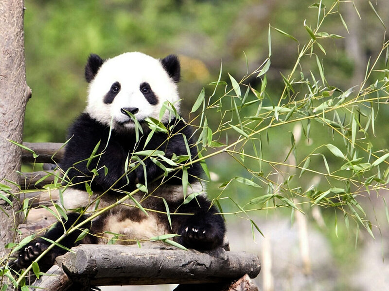 Giant Panda Eating Bamboo — Green, Calm, Photograph, Tree Trunk