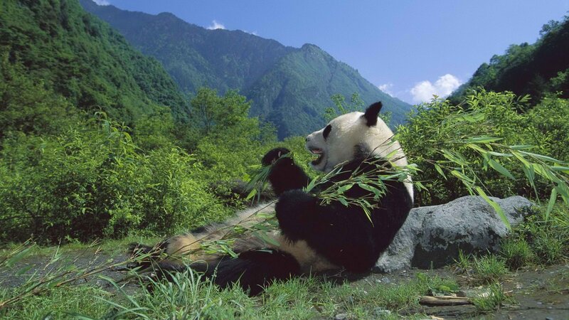 Giant Panda Eating Bamboo — Green, Serene, Afternoon, Photograph, Mountain