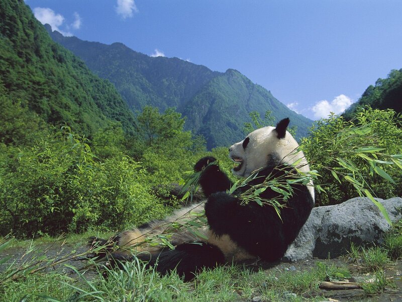 Giant Panda Eating Bamboo — Green, Serene, Afternoon