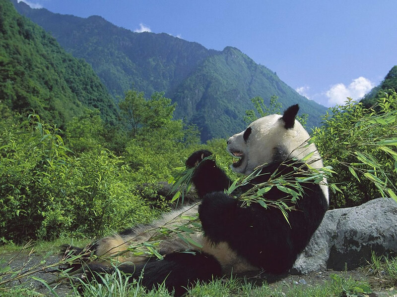 Giant Panda Eating Bamboo — Green, Serene