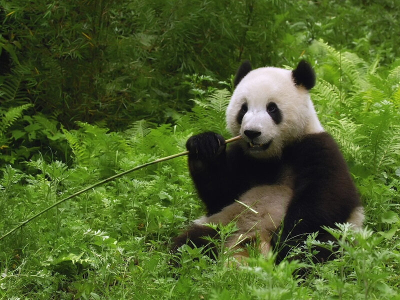 Giant Panda Eating Bamboo — Green