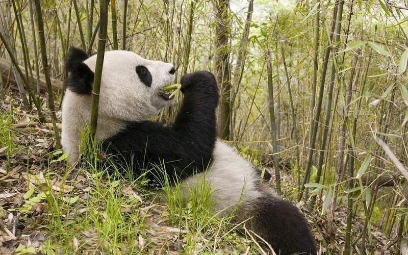Giant Panda Eating Bamboo — Morning