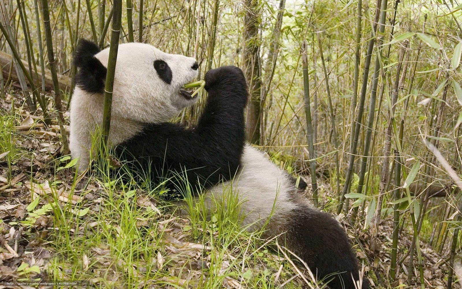 Giant panda eating bamboo