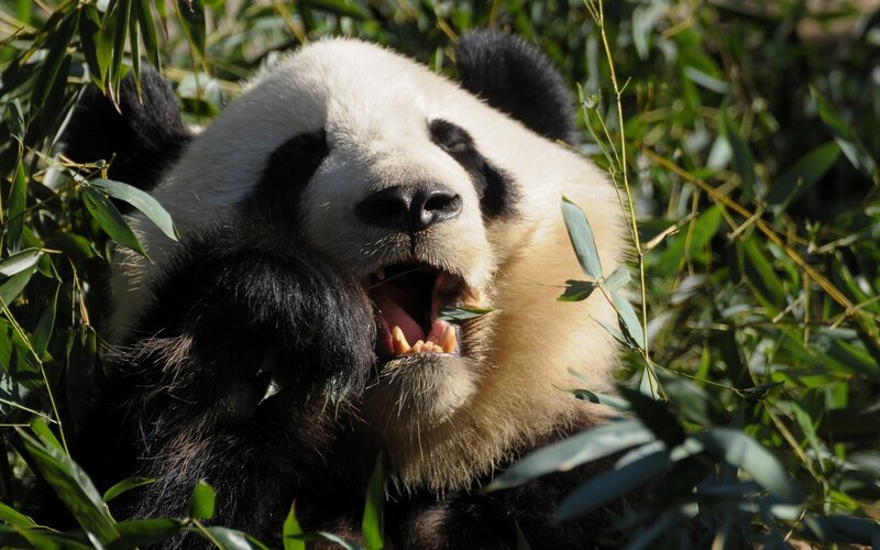 Giant Panda Eating — Black, Calm, Afternoon