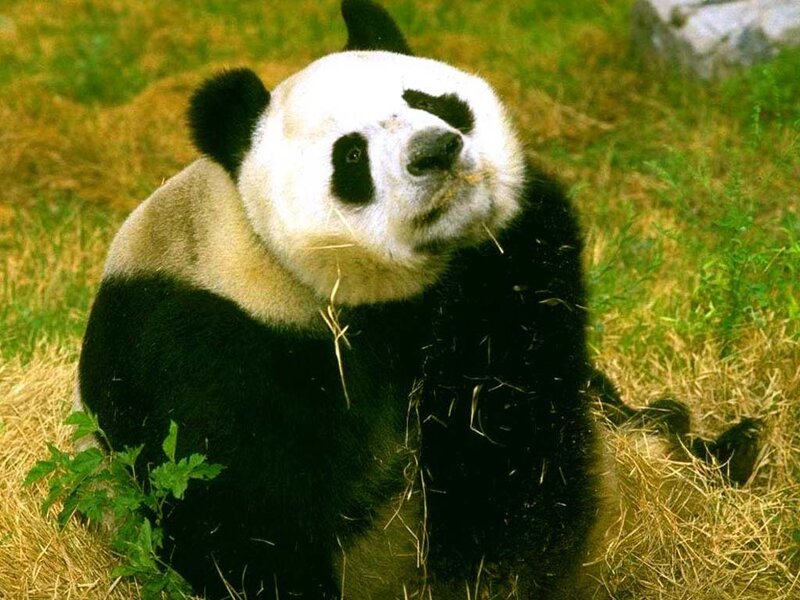 Giant Panda Eating — Black, Calm