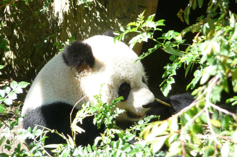 Giant Panda Eating — Black