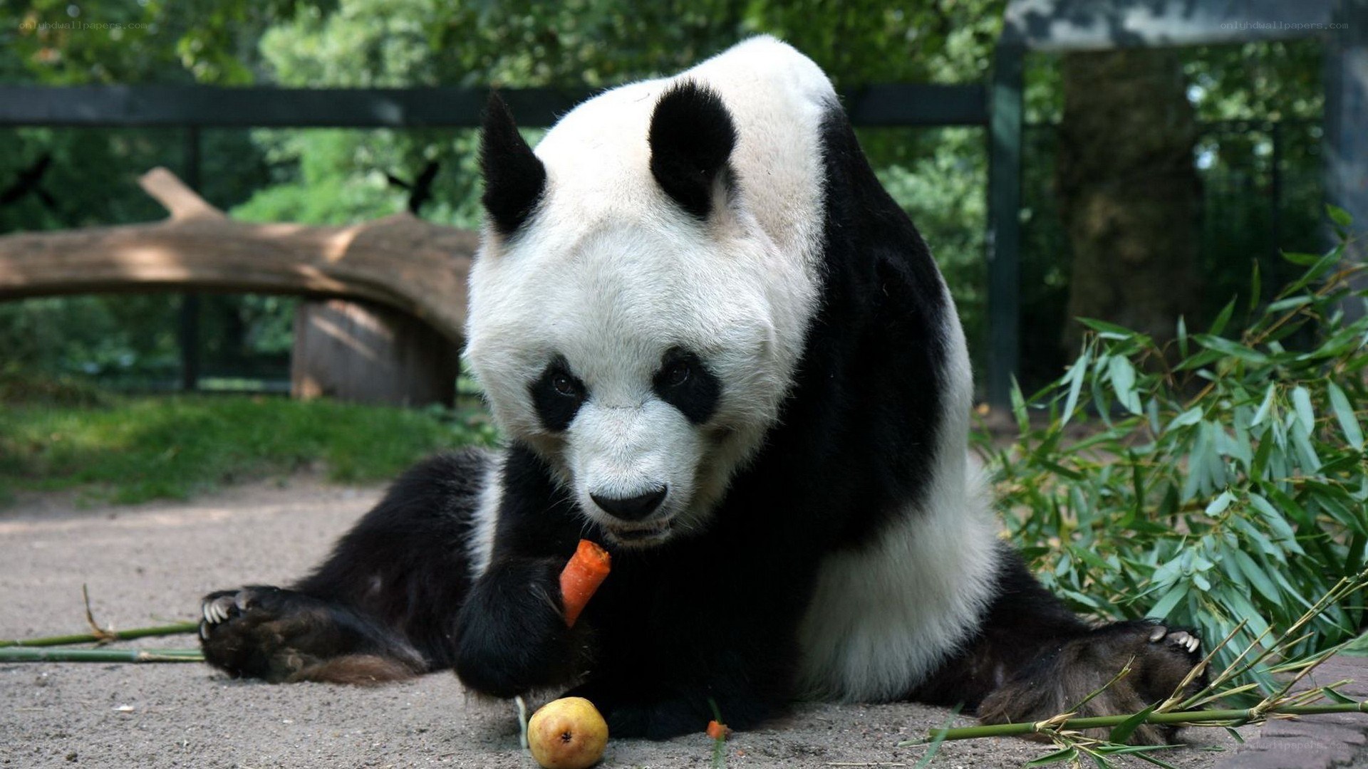 Giant panda eating carrot