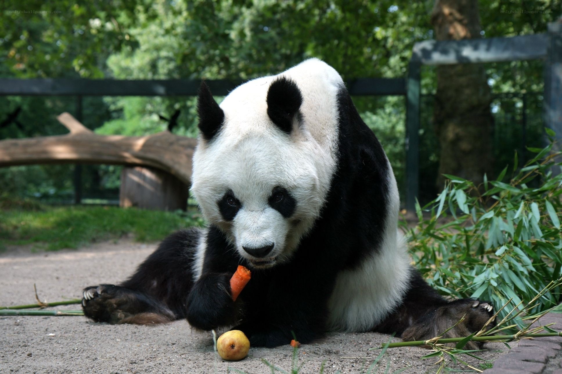 Giant panda eating carrot