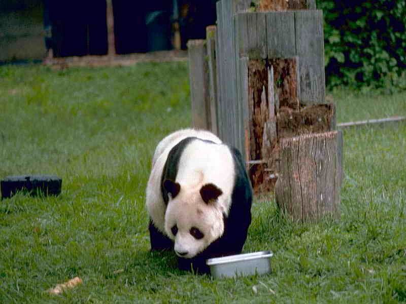 Giant Panda Eating — Green, Calm, Afternoon, Photograph