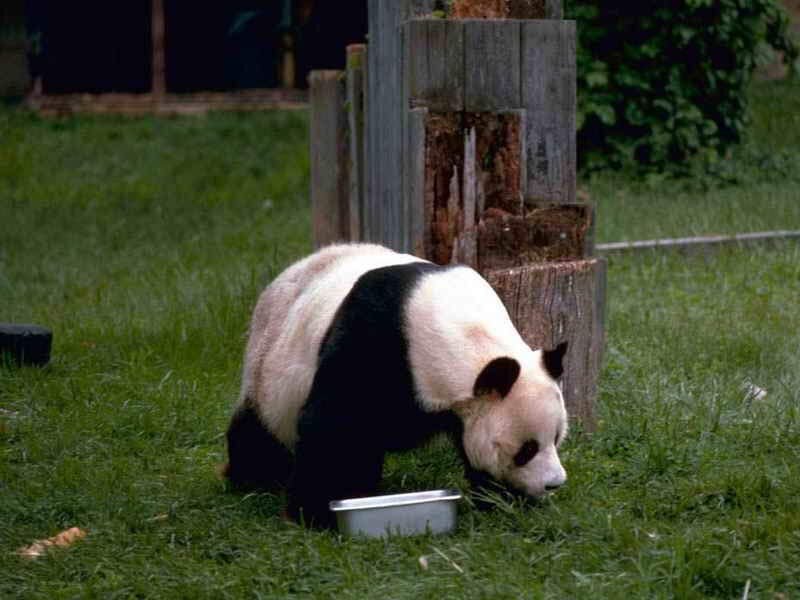 Giant Panda Eating — Green, Calm, Afternoon