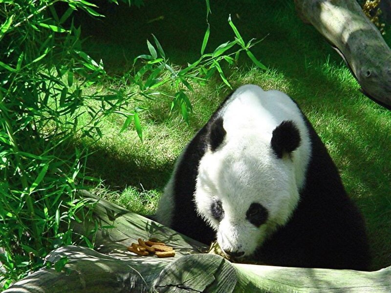 Giant Panda Eating — Green, Calm