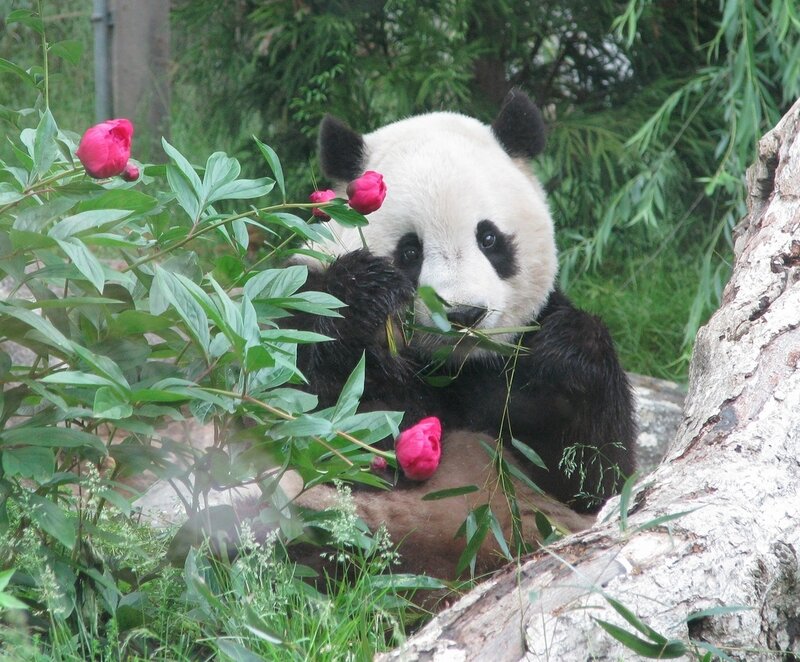 Giant Panda Eating — Green