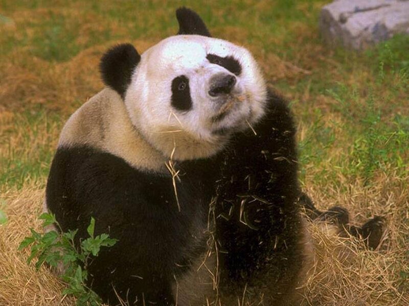 Giant Panda Eating