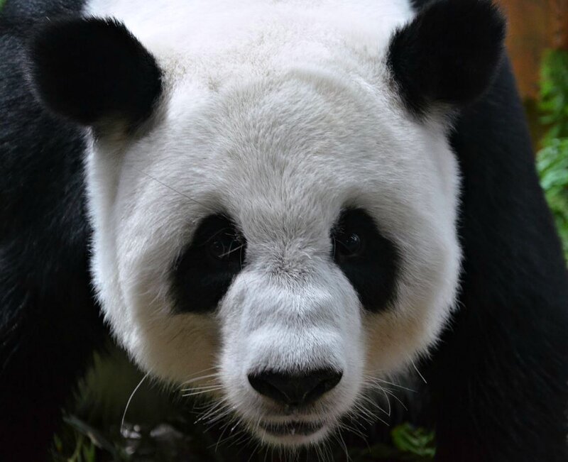Giant Panda Face — Black, Calm, Photograph