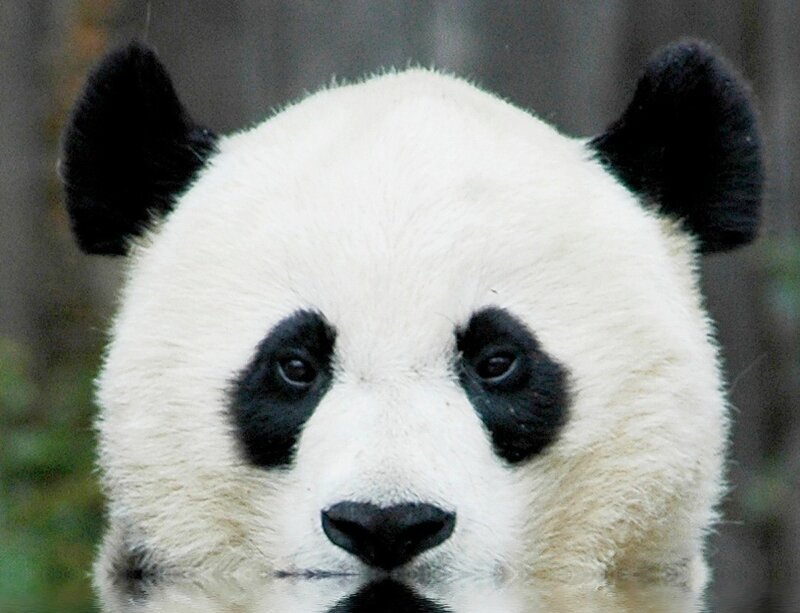 Giant Panda Face — Black, Calm