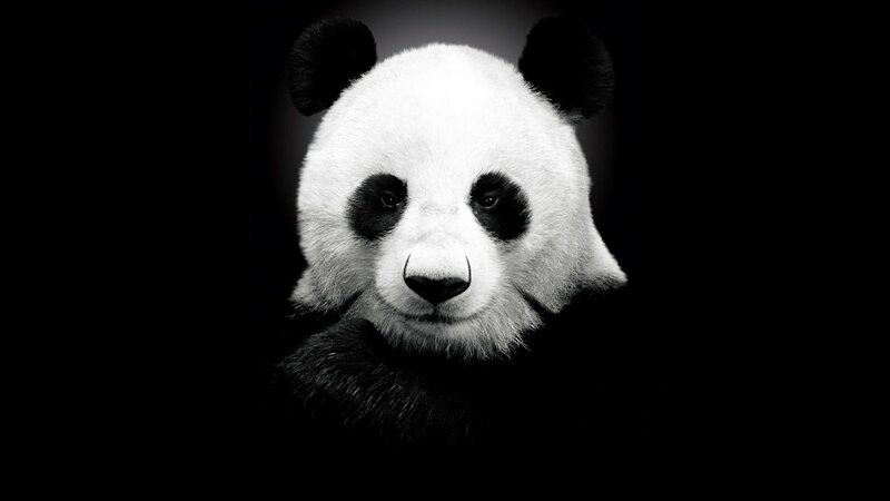 Giant Panda Face — Black, Dramatic