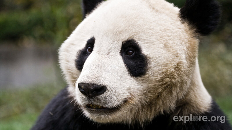 Giant Panda Face — Black