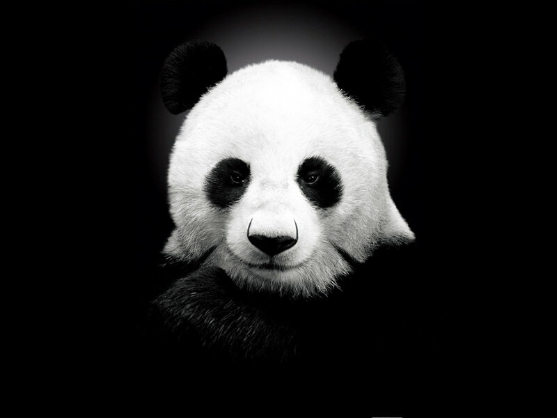 Giant Panda Face