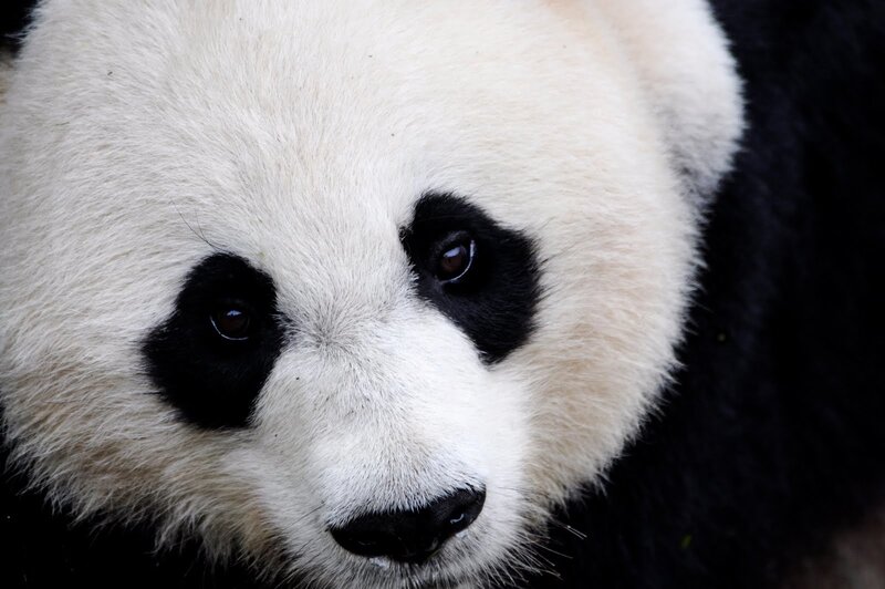 Giant Panda Face — White