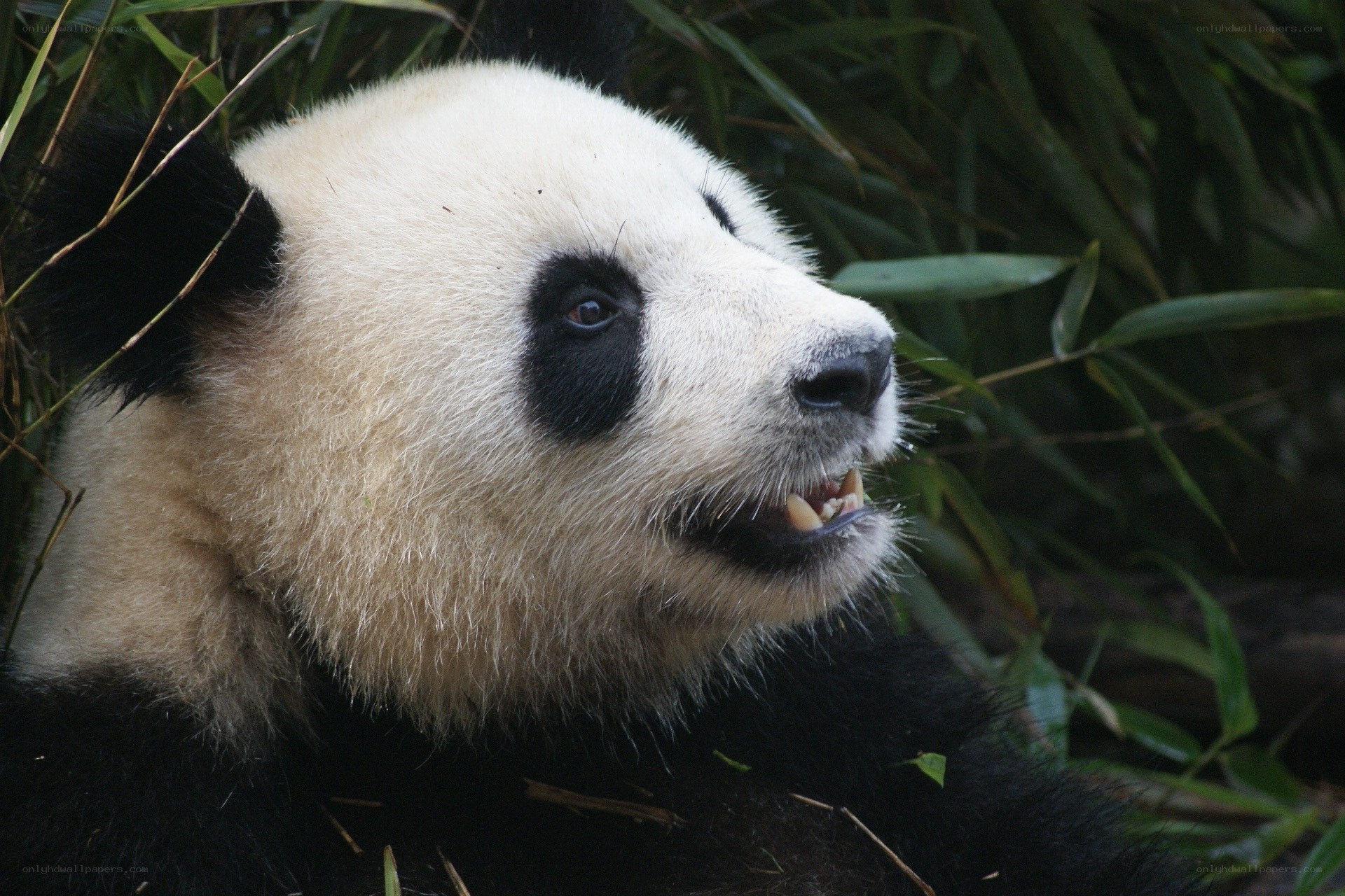 Giant panda in bamboo